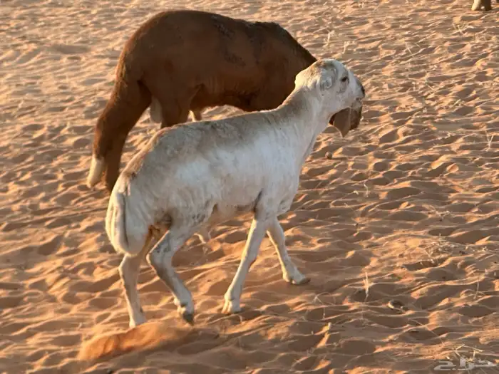 رفيد جذعان مرابي طب وتخير 14