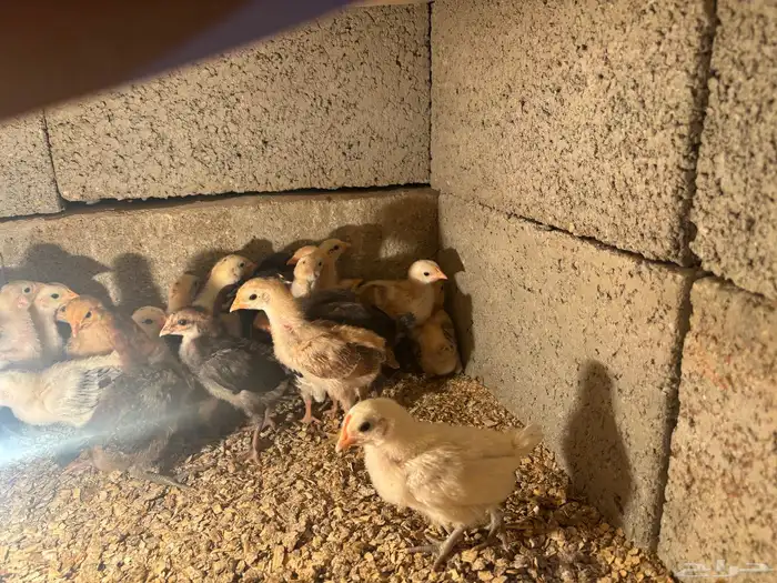 صيصان دجاج بلدي 5