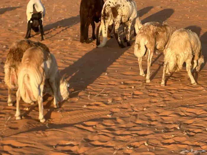 رفيد جذعان مرابي طب وتخير 40