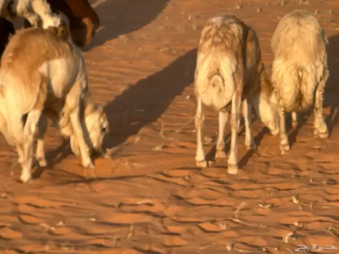 رفيد جذعان مرابي طب وتخير 43