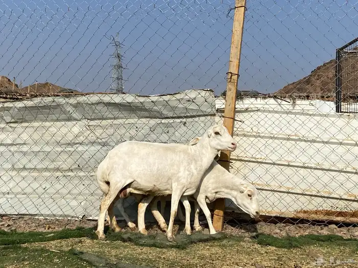 نعاج رفديات صنف مضاريع فحص سونار 8