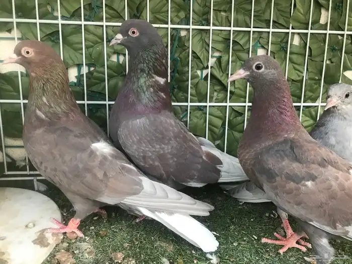 قطايف عرق الدمويات 11