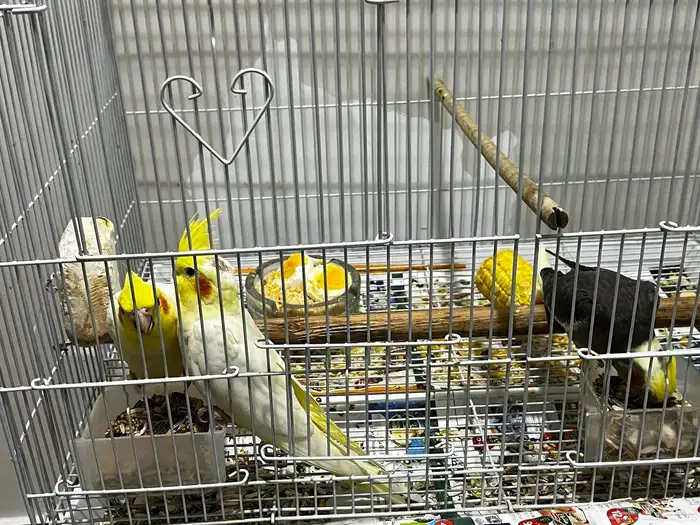 كروان صغير 2