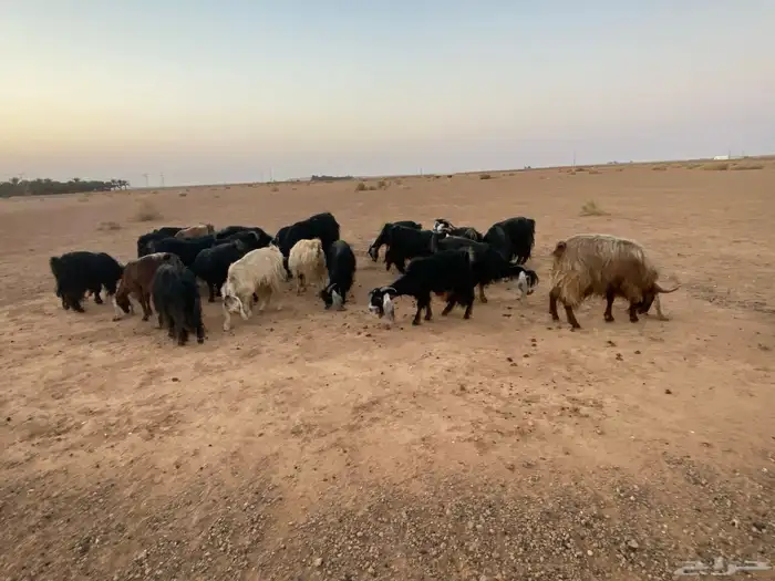 للبيع معزا 2