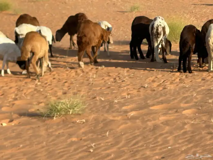 رفيد جذعان مرابي طب وتخير 91