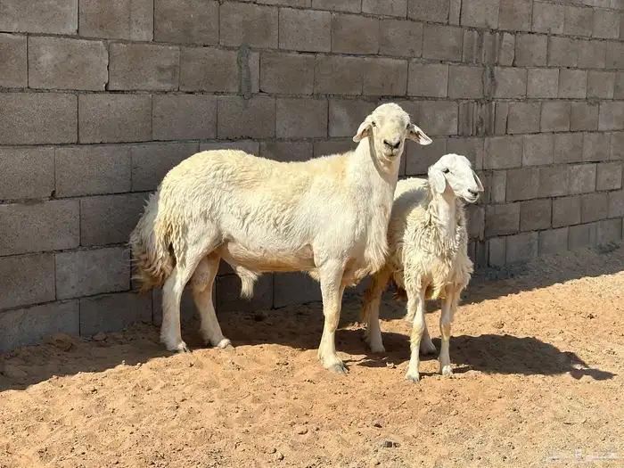 فحل حري صنف 4