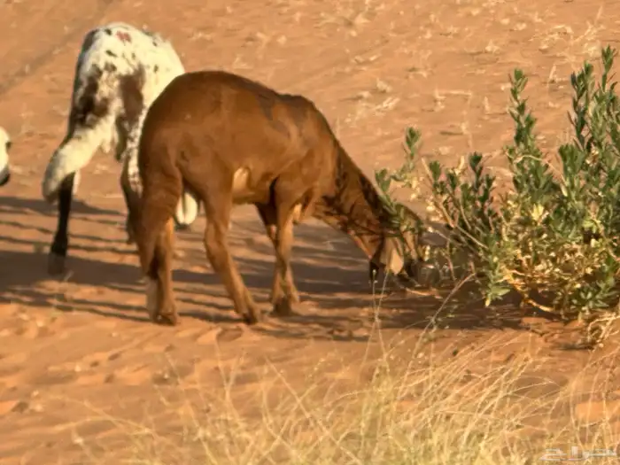 رفيد جذعان مرابي طب وتخير 71
