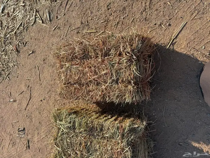 ذرة جيزانيه ناعمه   برسيم صافي ورق 2