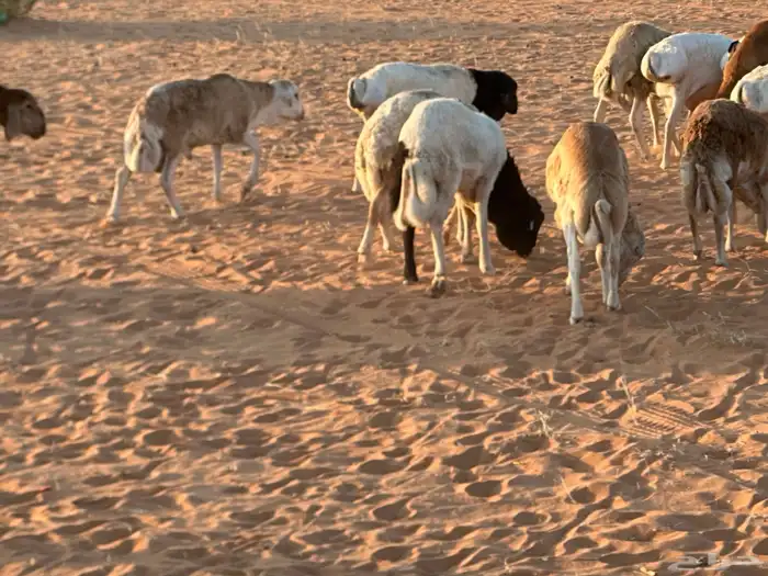 رفيد جذعان مرابي طب وتخير 15