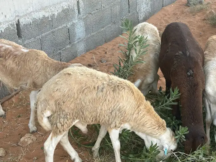 رفيد جذعان مرابي طب وتخير 27