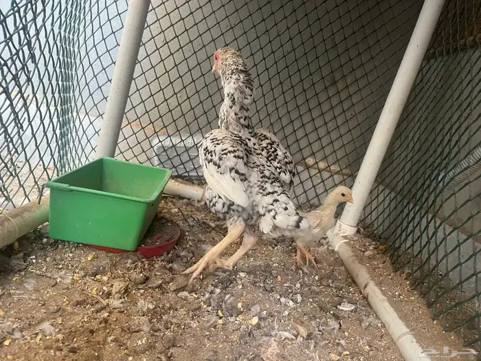 دجاج كوشامو القزم 2