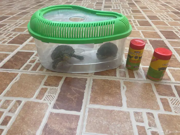 سلحفتان للبيع 0