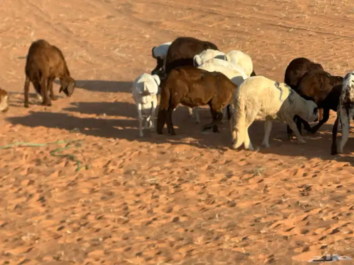 رفيد جذعان مرابي طب وتخير 75