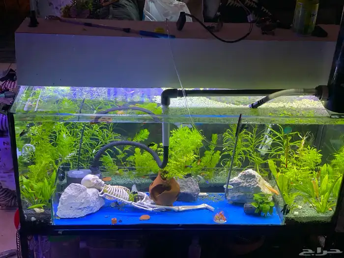 تفصيل احواض سمك وزواحف او صيانه الحوض 9