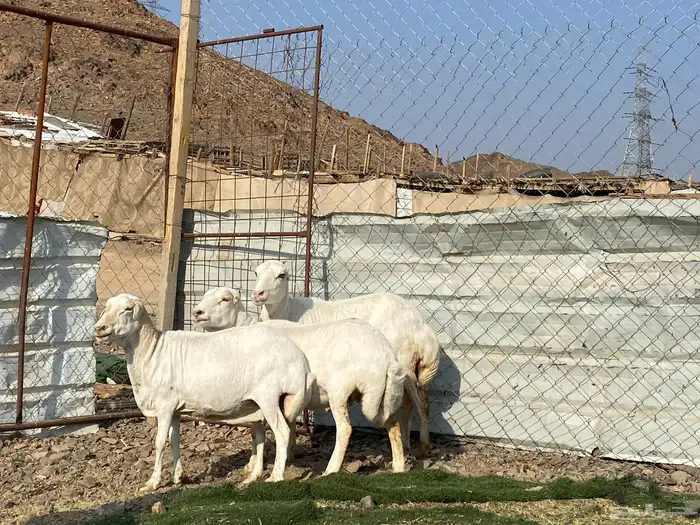 نعاج رفديات صنف مضاريع فحص سونار 16