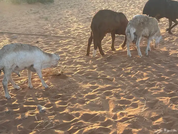 رفيديات جذعان 49