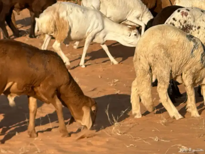 رفيد جذعان مرابي طب وتخير 64