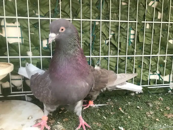 قطايف عرق الدمويات 40