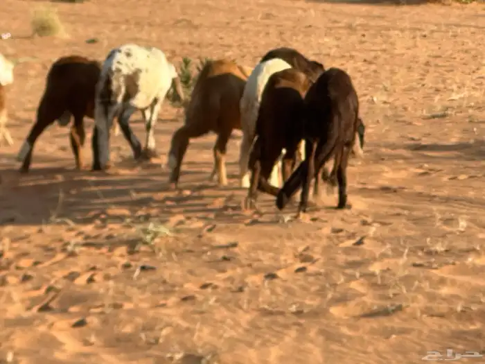 رفيد جذعان مرابي طب وتخير 83