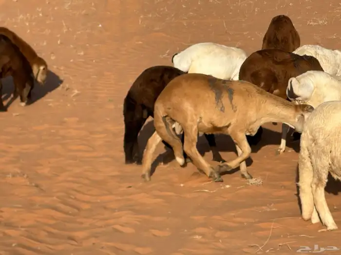 رفيد جذعان مرابي طب وتخير 74