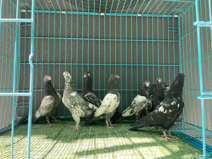 حمام باكستاني 0