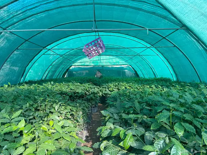 شتلات بن صالبي 3