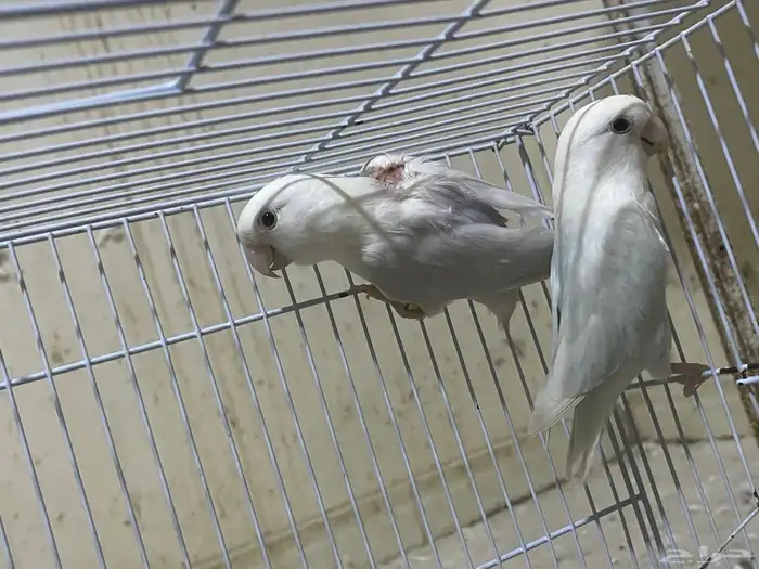 ذكر روز بلد منتج شرط 0