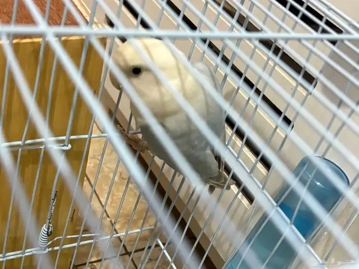 روز ذكر للبيع محلل 2