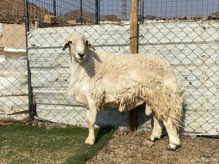 طلي حري صنف يقشع على الشرط مشروط 7