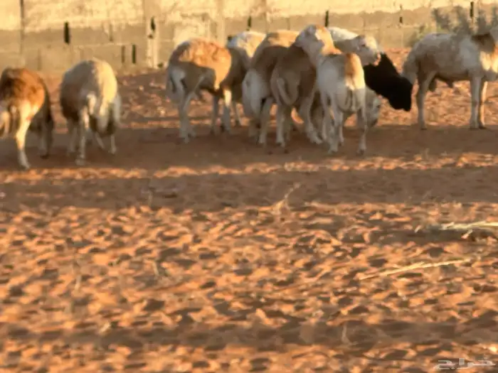 رفيد جذعان مرابي طب وتخير 56