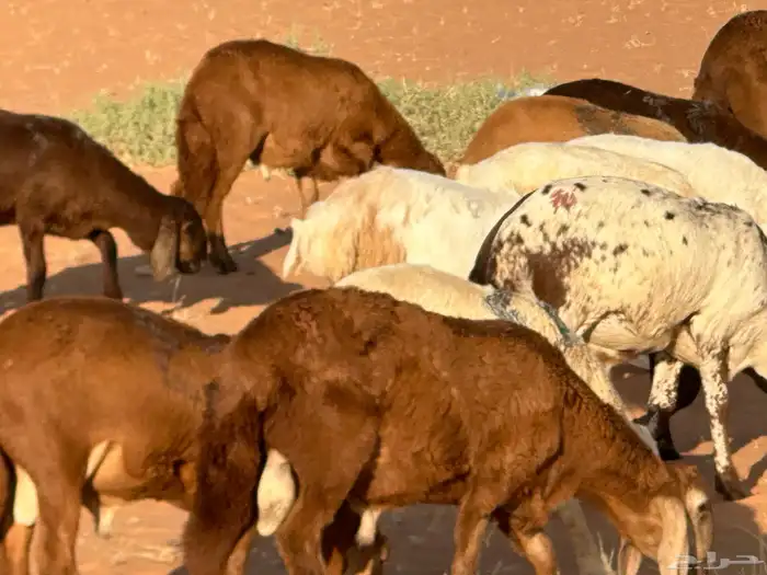 رفيد جذعان مرابي طب وتخير 62