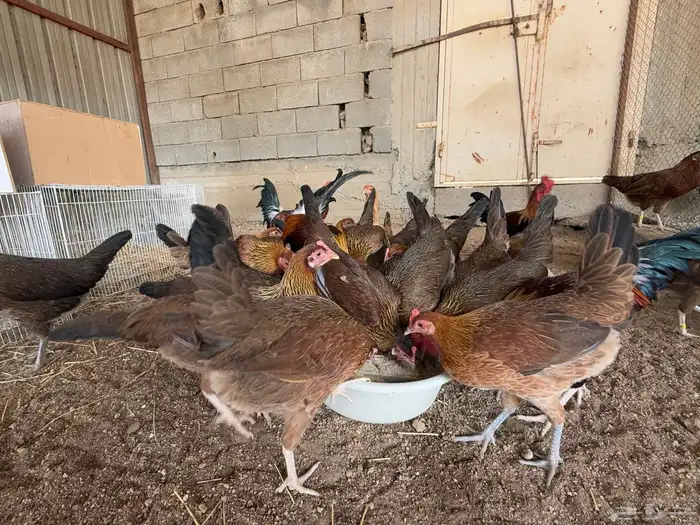 دجاج عربي اصيل فري ترثه 9