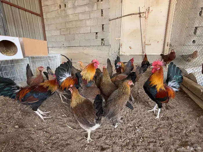 دجاج عربي اصيل فري ترثه 5