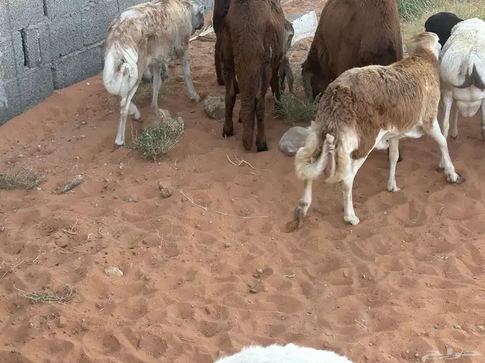 رفيديات جذعان 55