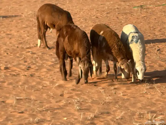 رفيد جذعان مرابي طب وتخير 70