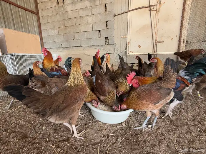 دجاج عربي اصيل فري ترثه 7