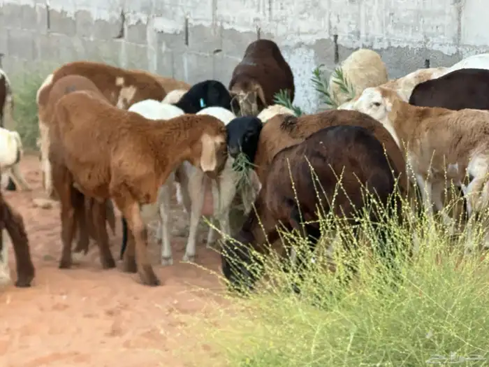 رفيد جذعان مرابي طب وتخير 31