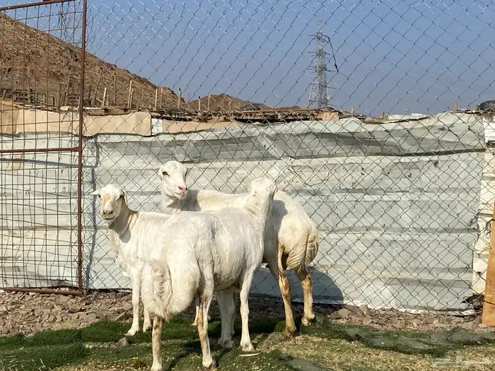 نعاج رفديات صنف مضاريع فحص سونار 12