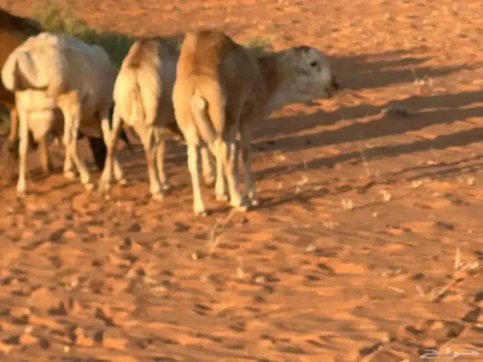 رفيد جذعان مرابي طب وتخير 37