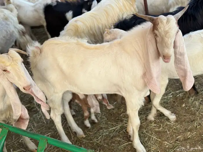 تيس مشروك صنف 5