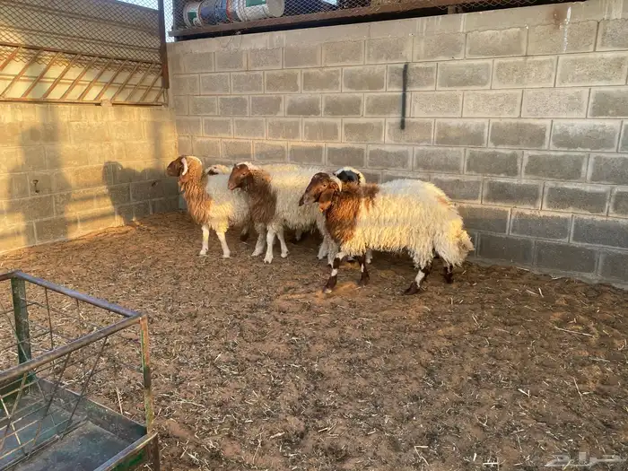 نعيم وتيوس 1