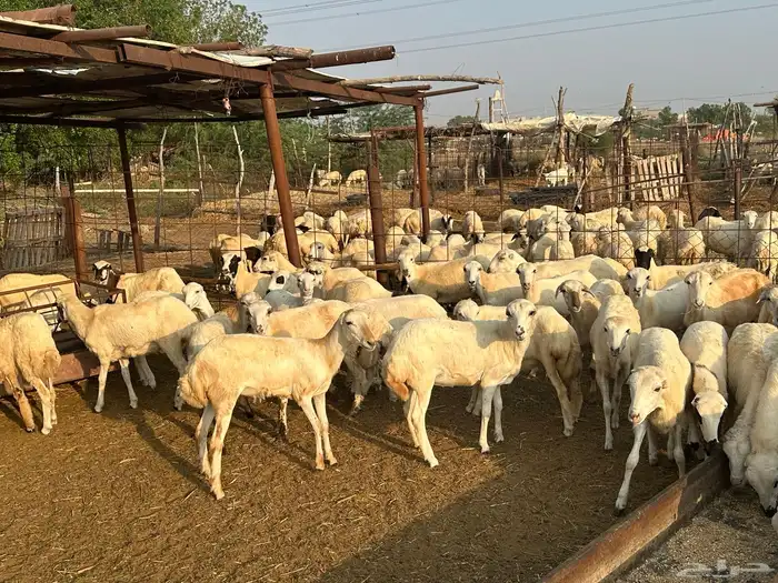 رخال رفيديات بلدي مقاني 1