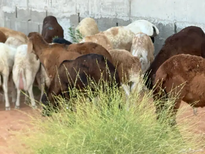 رفيد جذعان مرابي طب وتخير 34