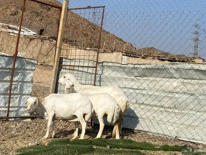 نعاج رفديات صنف مضاريع فحص سونار 15