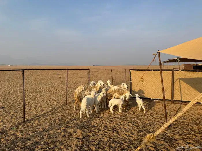 ضان مراح للبيع اغلبها رخال 7