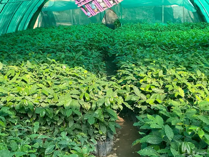 شتلات بن صالبي 1