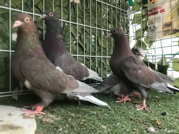 قطايف عرق الدمويات 6