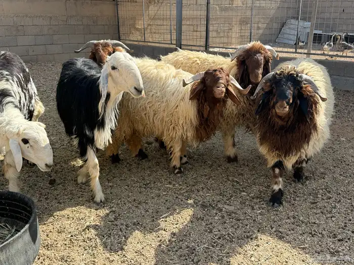 ذبايح طيبه للبيع 2