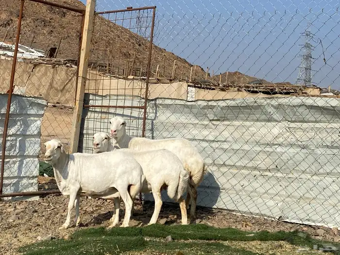 نعاج رفديات صنف مضاريع فحص سونار 9