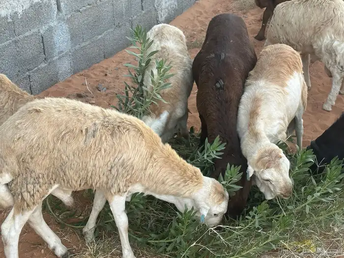 رفيديات جذعان 60